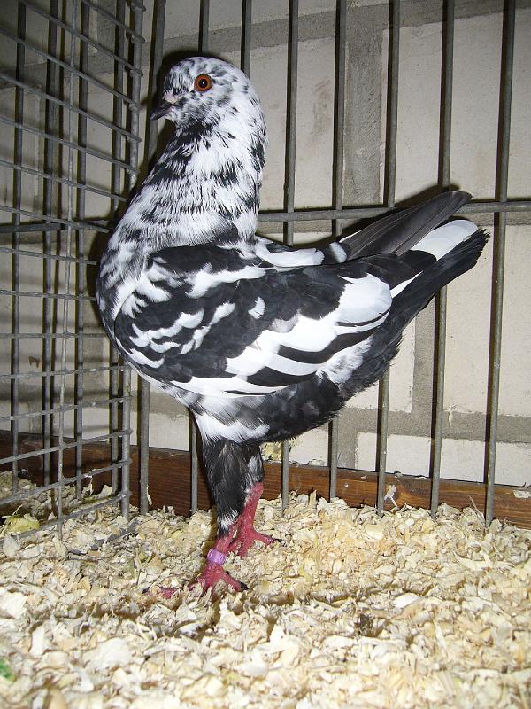 Mastholte 2008 084.jpg - Deutsche Modenerser Schietti schwarz-gescheckt von Nathalie Mertensotto Preis sg 95 Z